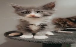 Maine Coon cats for sale: Kittens Available  - Image 3
