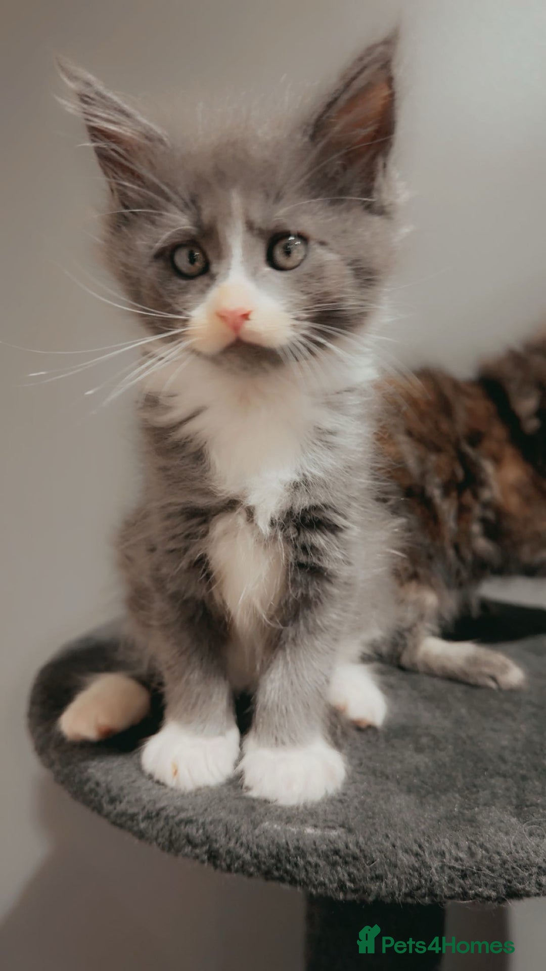 Maine Coon cats for sale: Kittens Available  - Image 3