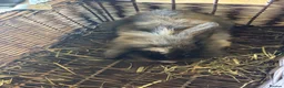Mixed Breed rabbits for sale: Beautiful lion lops  for sale  - Advert 4