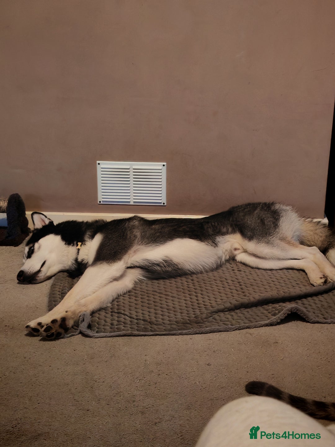 Siberian Husky dogs for sale: Lucky for sale  - Advert 6