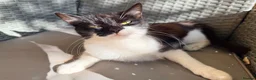 British Shorthair cats for sale: Beautiful little girl, needs loving home.  - Advert 3