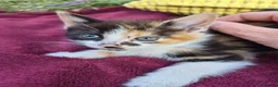 Mixed Breed cats for sale: Adorable Kittens for Sale – 3 Boys, 2 Girls in London - Advert 11