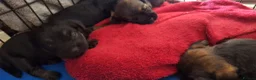 Border Terrier dogs for sale: Border terrier puppies SLEMCLR parents  - Advert 6