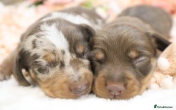 Miniature Dachshund dogs for sale: KC Miniature Dachshund Puppies - Image 4