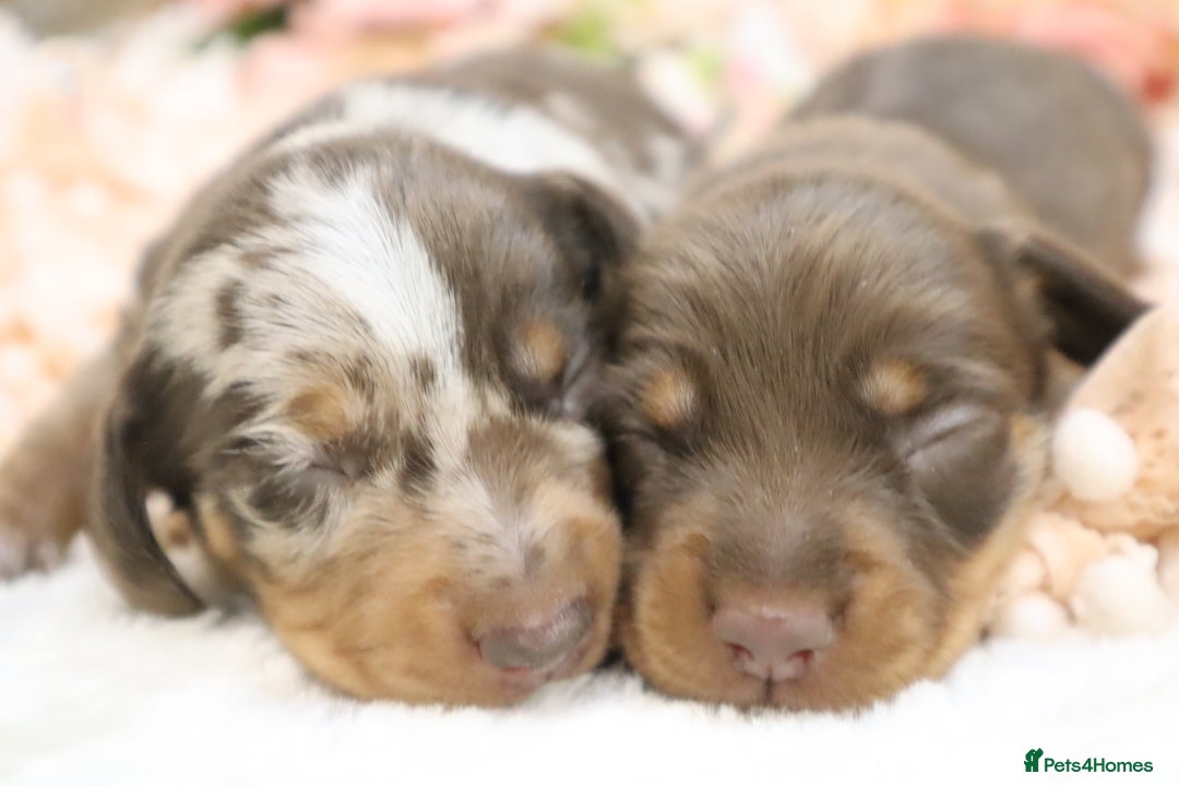 Miniature Dachshund dogs for sale: KC Miniature Dachshund Puppies - Image 4