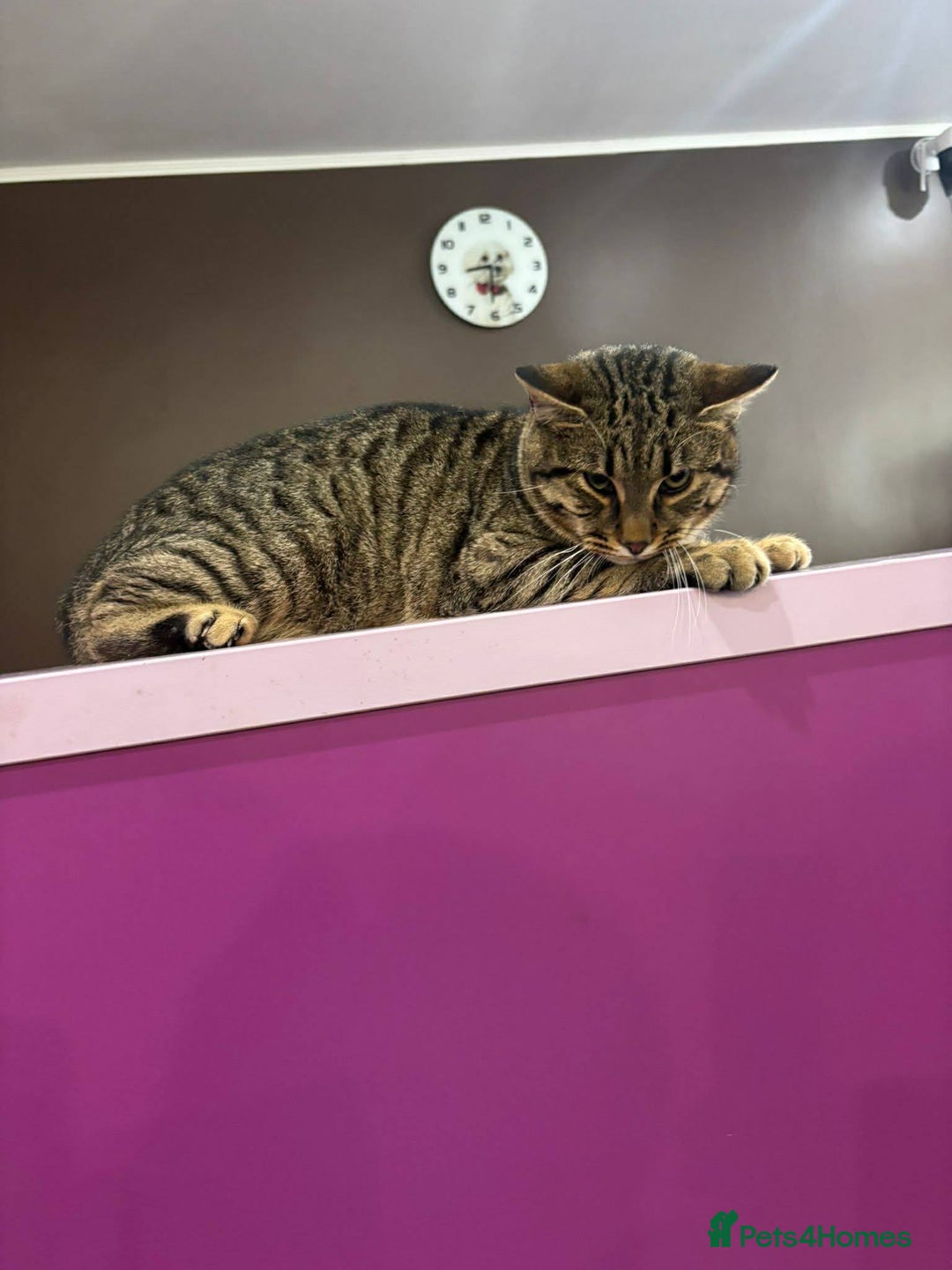 Mixed Breed cats for adoption: Tiger for adoption - Advert 5