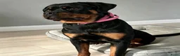 Rottweiler dogs for sale: Female Rottweiler  - Advert 4