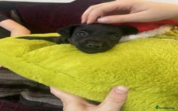 Patterjack dogs for sale: Patterjack puppie  - Image 3