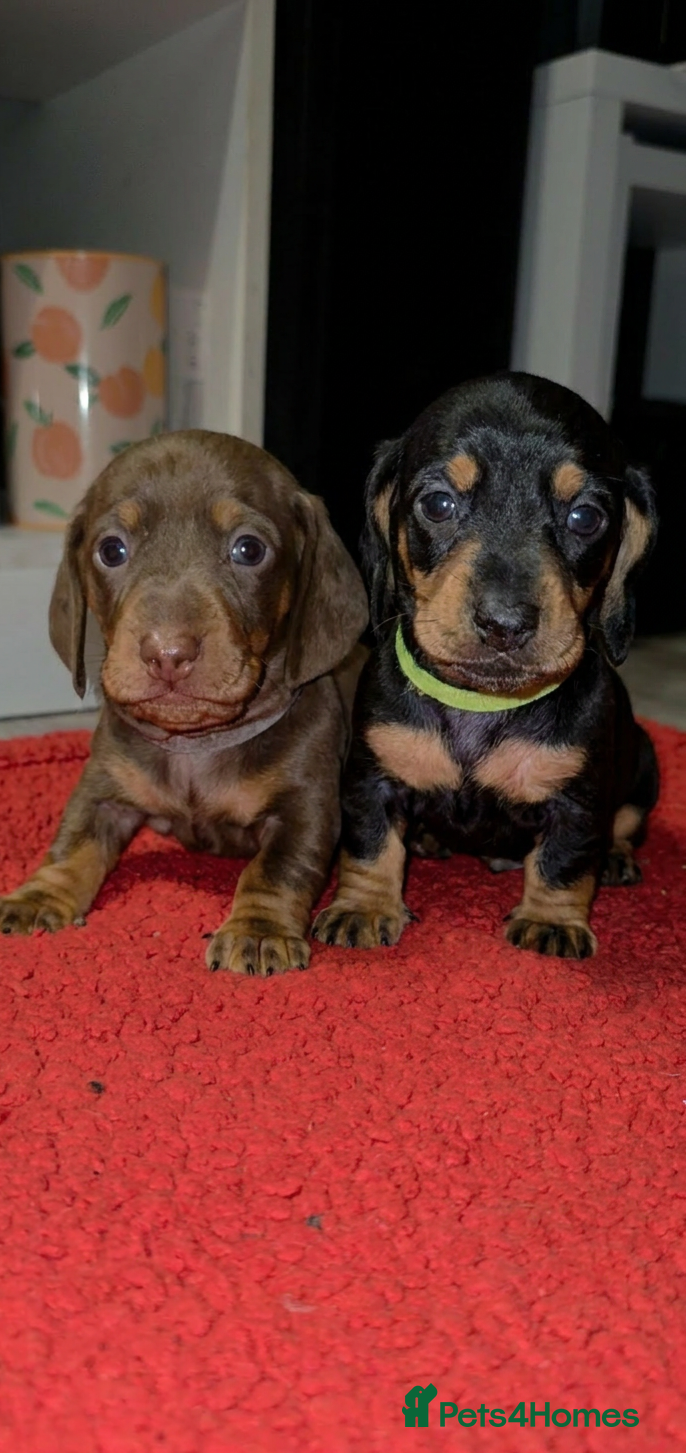 Miniature Dachshund dogs Miniature Dachshund  - Advert 1