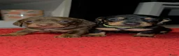 Miniature Dachshund dogs for sale: Miniature Dachshund  in Denny - Advert 1