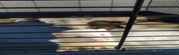 Ferret rodents for sale: Ferret kits for sale both jill and hobs 3 litters in Accrington - Advert 2
