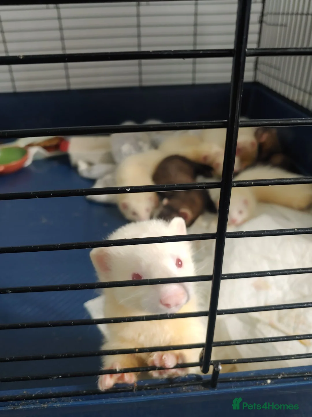 Ferret rodents for sale: Ferret kits for sale both jill and hobs 3 litters in Accrington - Advert 2