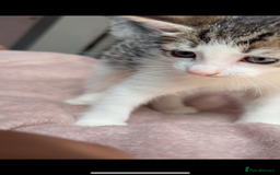 British Shorthair cats for sale: Two Adorable Male Kittens - Image 4