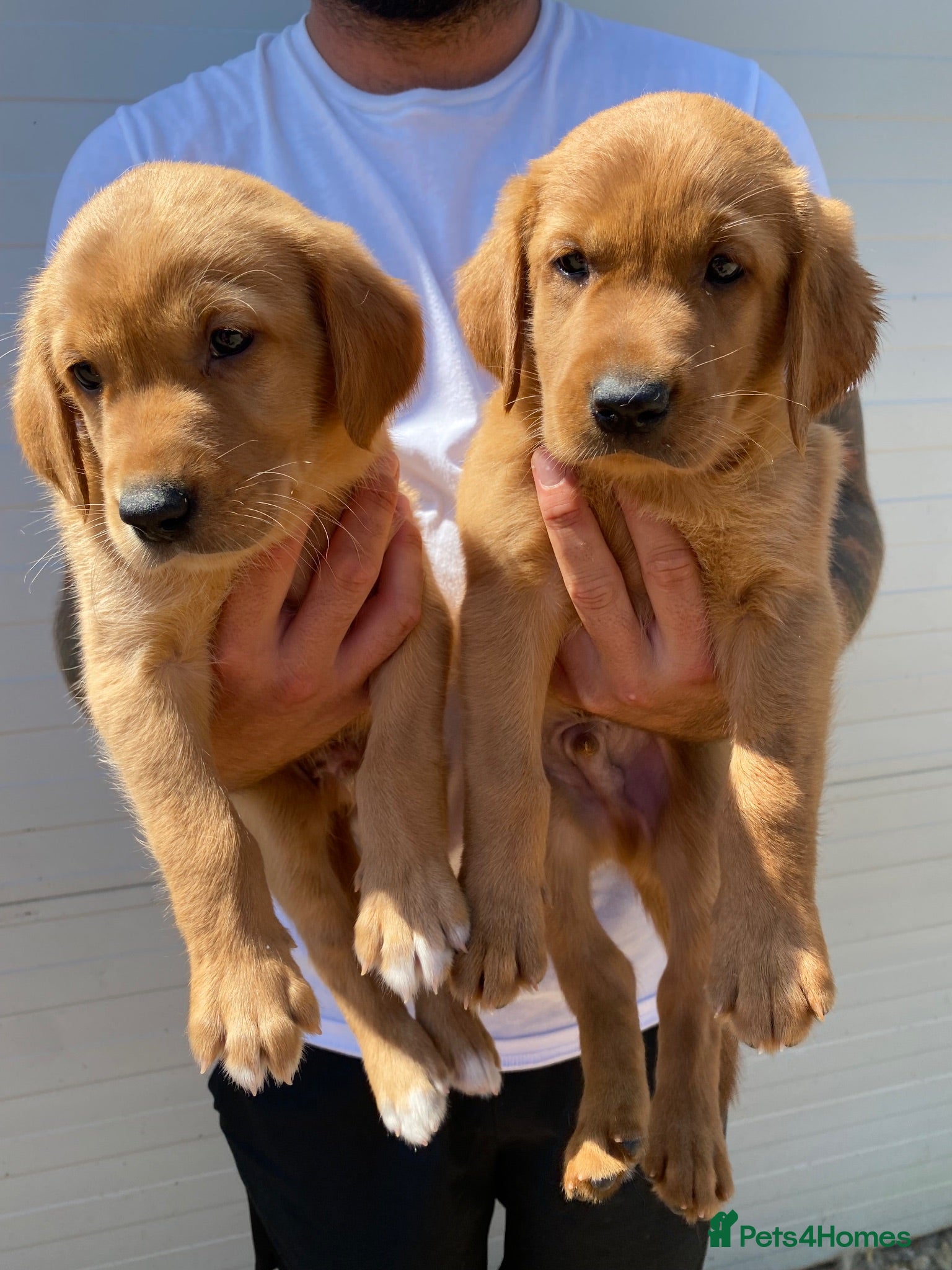 Goldador dogs Beautiful Red Goldador puppies  - Advert 2