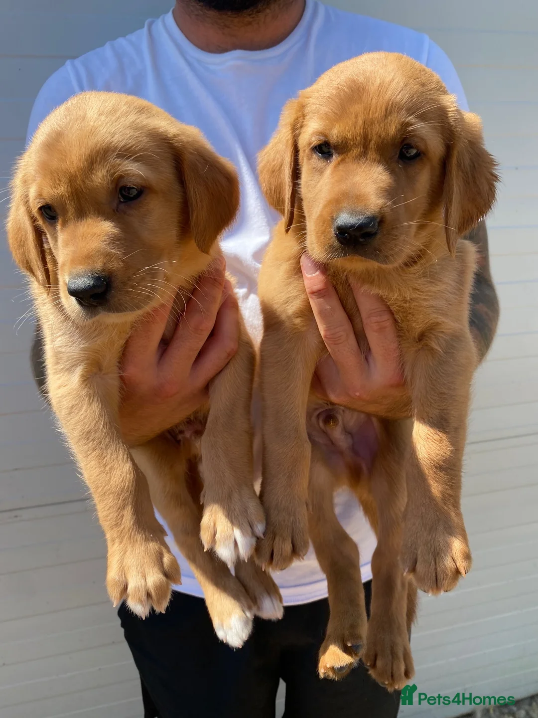 Goldador dogs for sale: Beautiful Red Goldador puppies  - Advert 2