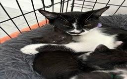 Mixed Breed cats for sale: 5 Kittens - Image 10