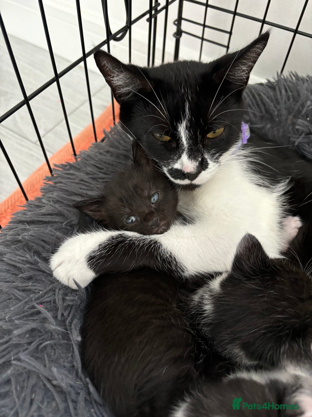 Mixed Breed cats for sale: 5 Kittens - Image 10