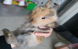 Lionhead rabbits for sale: Baby bunny's  - Advert 13