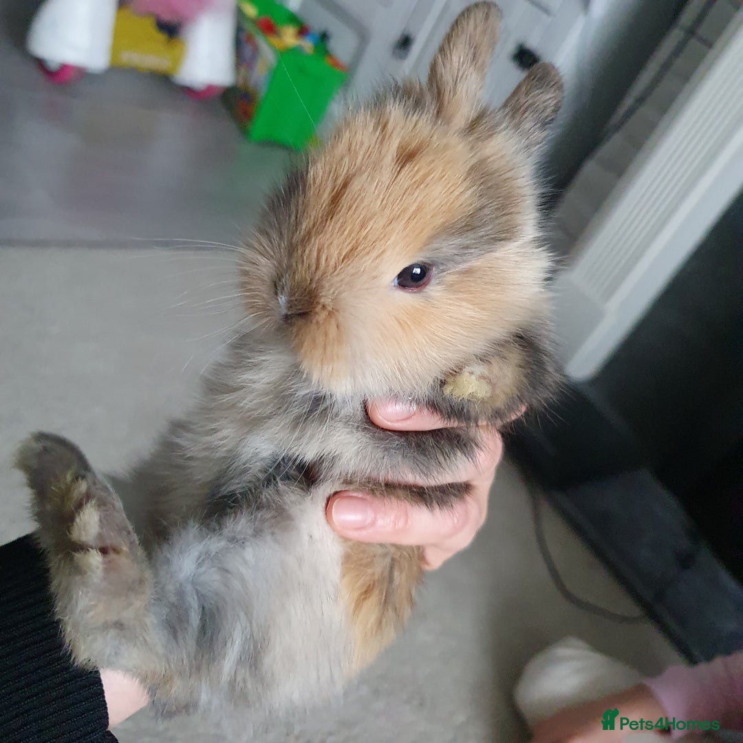 Lionhead rabbits for sale: Baby bunny's  - Advert 13