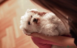 Maltipoo dogs for sale: Gorgeous Maltipoo Puppies – 3 Boys & 3 Girls - Image 6