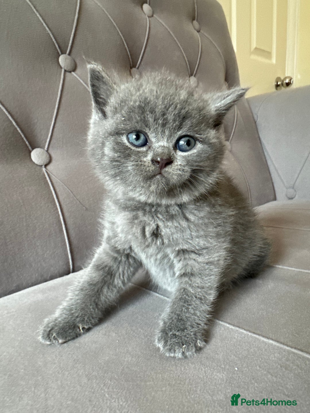 Scottish Fold cats for sale: Adorable Scottish Fold & Straight Kittens 💕🐾 - Image 17