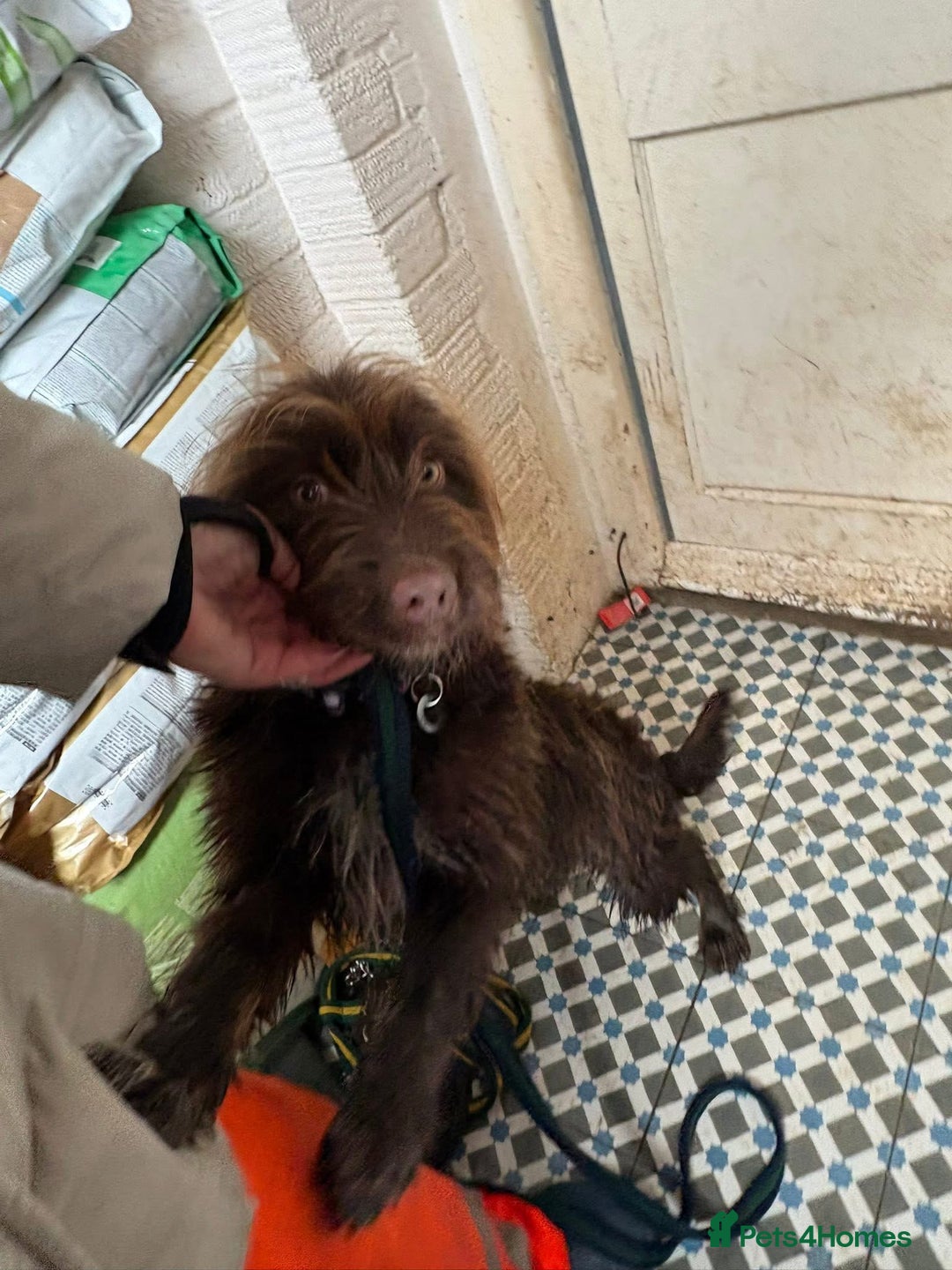 Mixed Breed dogs for adoption: Hazel - Norwich Norfolk  - Advert 10