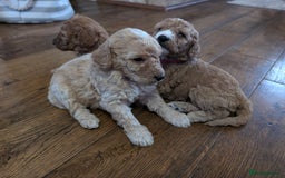 Labradoodle dogs for sale: HEALTH TESTED F1b Miniature labradoodle for SALE - Image 18