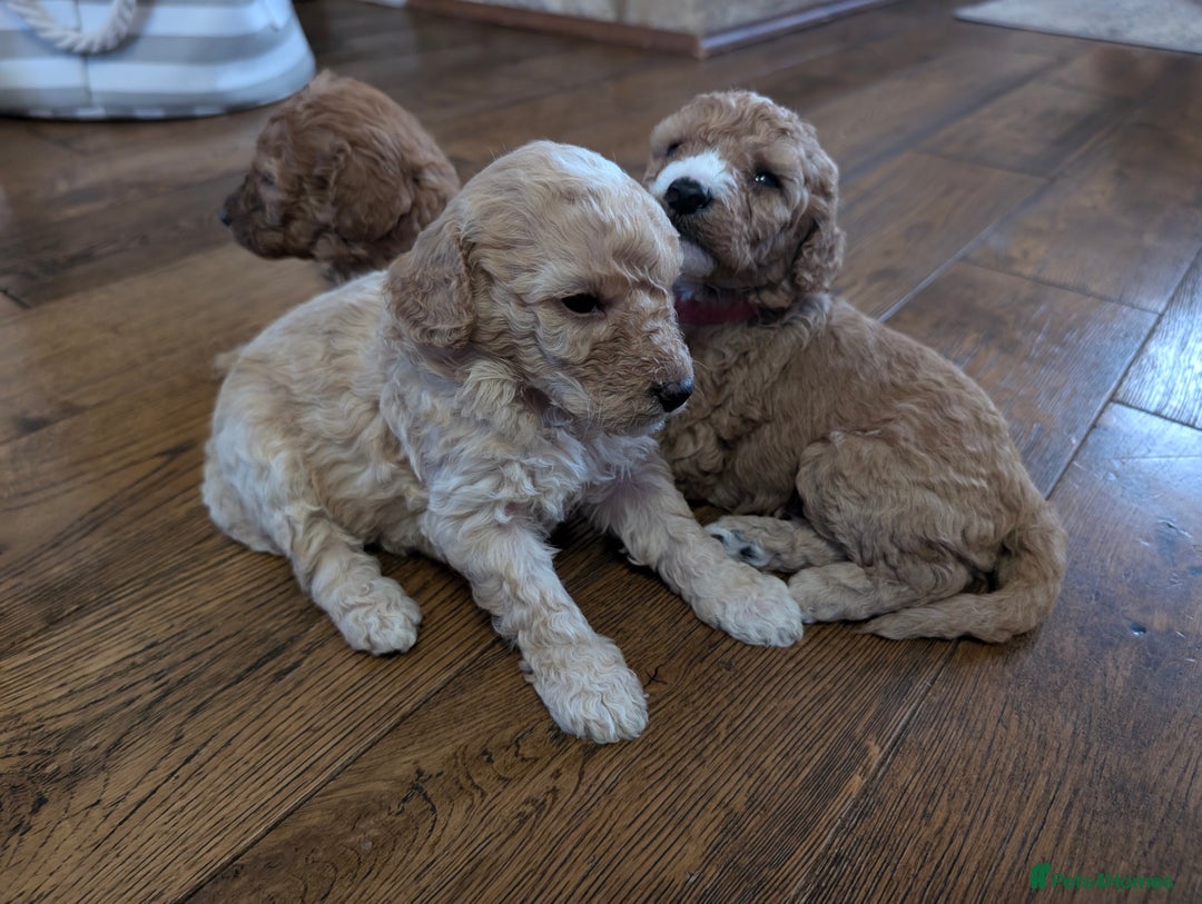 Labradoodle dogs for sale: HEALTH TESTED F1b Miniature labradoodle for SALE - Image 18