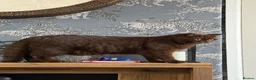 British Shorthair cats for sale: Gccf active chocolate girl - Advert 2