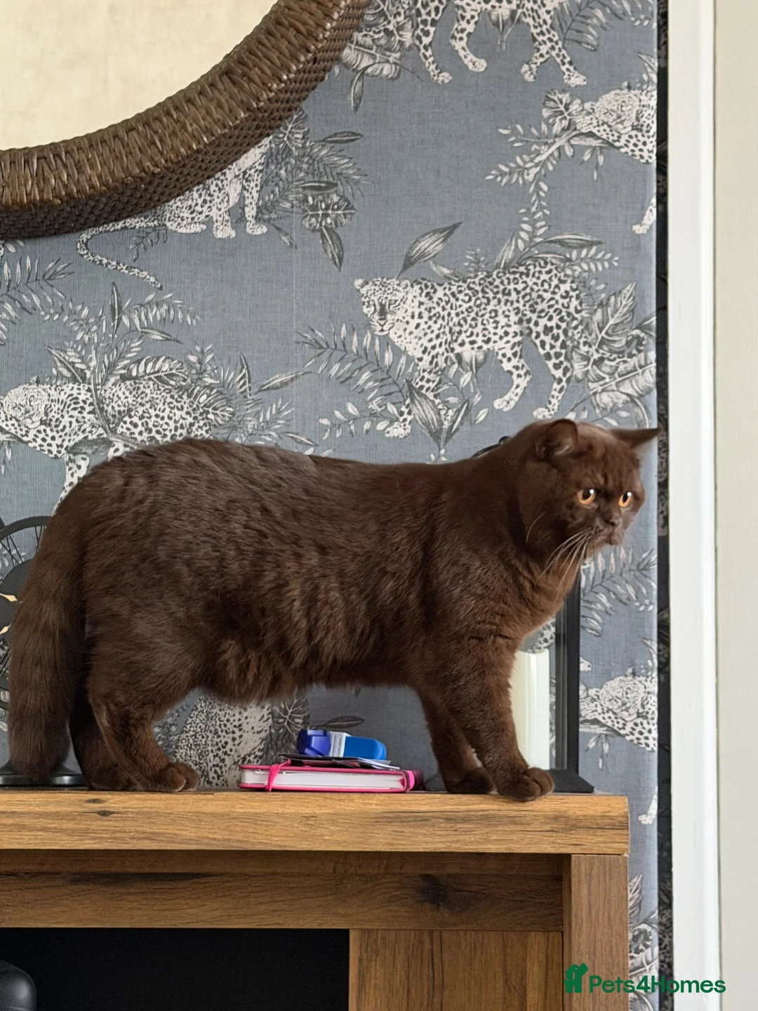 British Shorthair cats for sale: Gccf active chocolate girl - Advert 2
