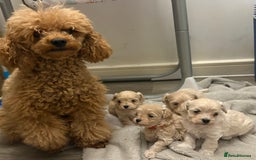 Maltipoo dogs for sale: 4 gorgeous F1 Toy Maltipoo girls 🩷 - Image 9