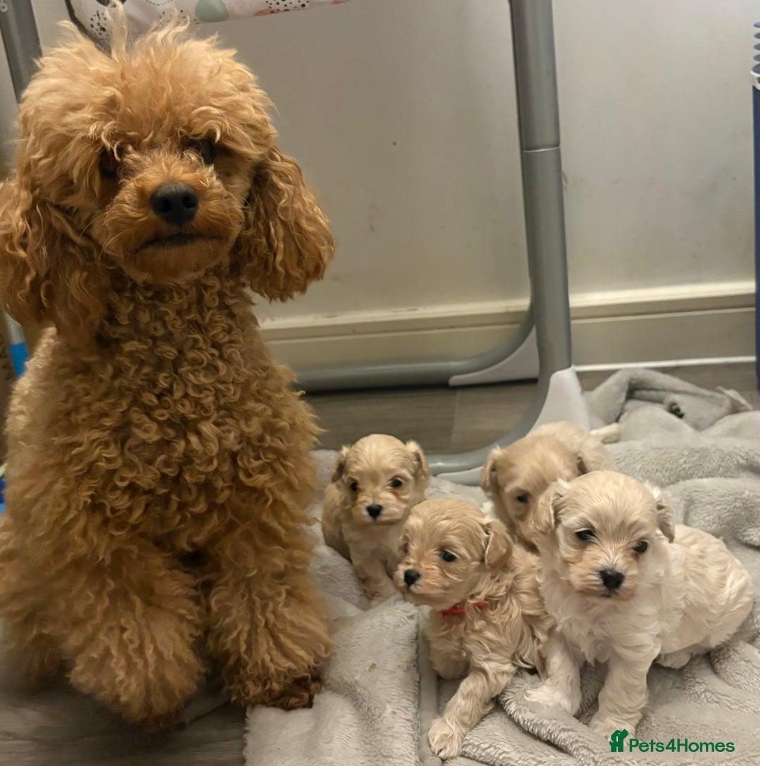 Maltipoo dogs for sale: 4 gorgeous F1 Toy Maltipoo girls 🩷 - Image 9