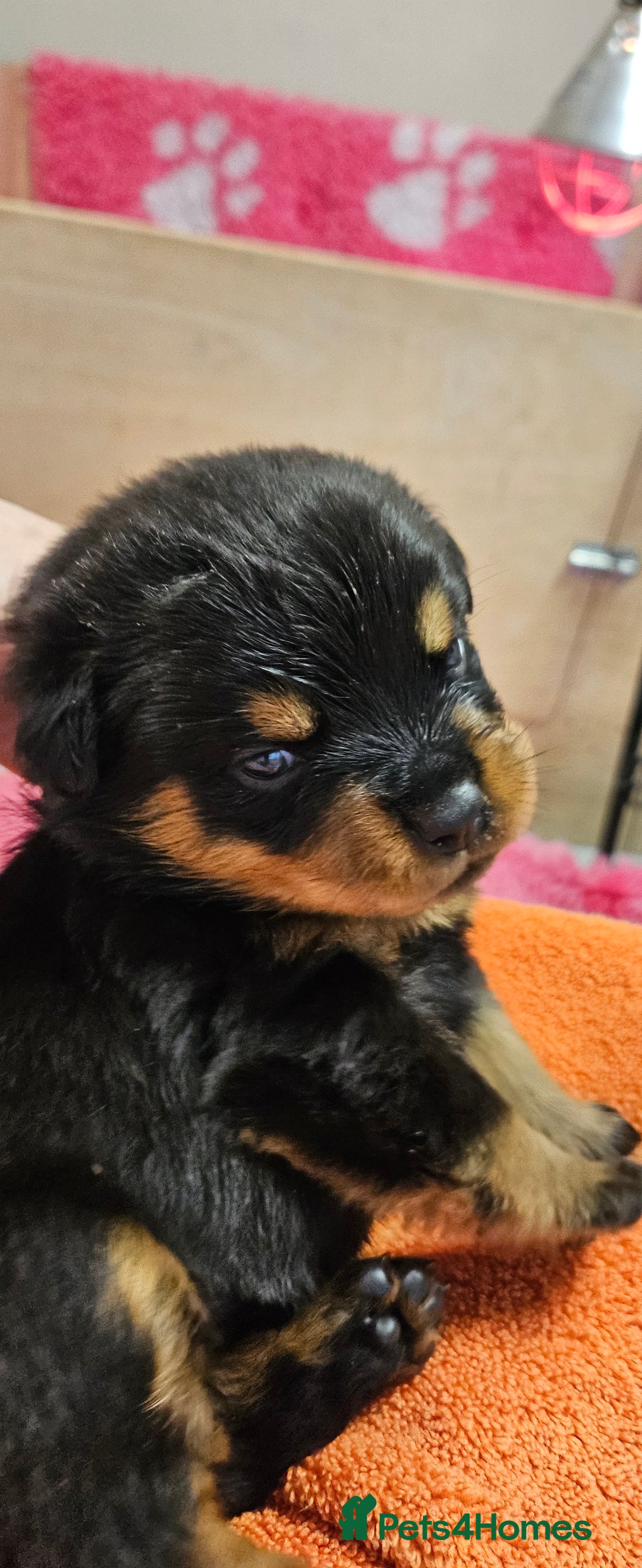 Rottweiler dogs for sale: Suberbly Bred KC Registered Rottweiler Puppies  - Advert 17