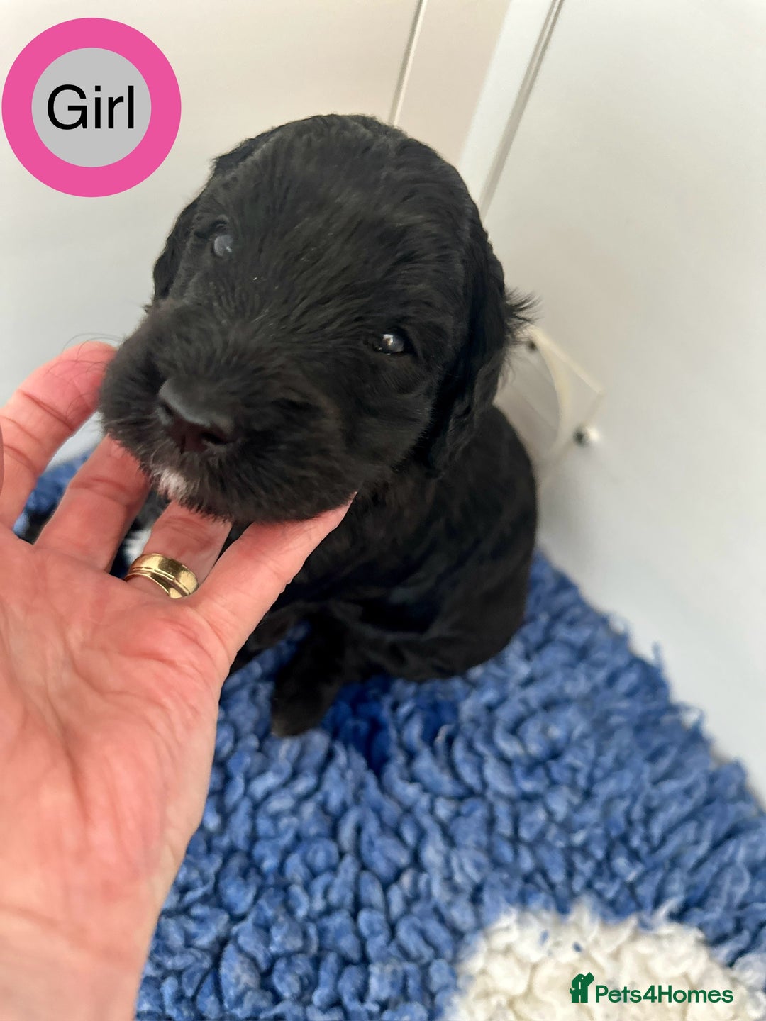 Goldendoodle dogs for sale: Standard Golden Sheepadoodle puppies - Image 5