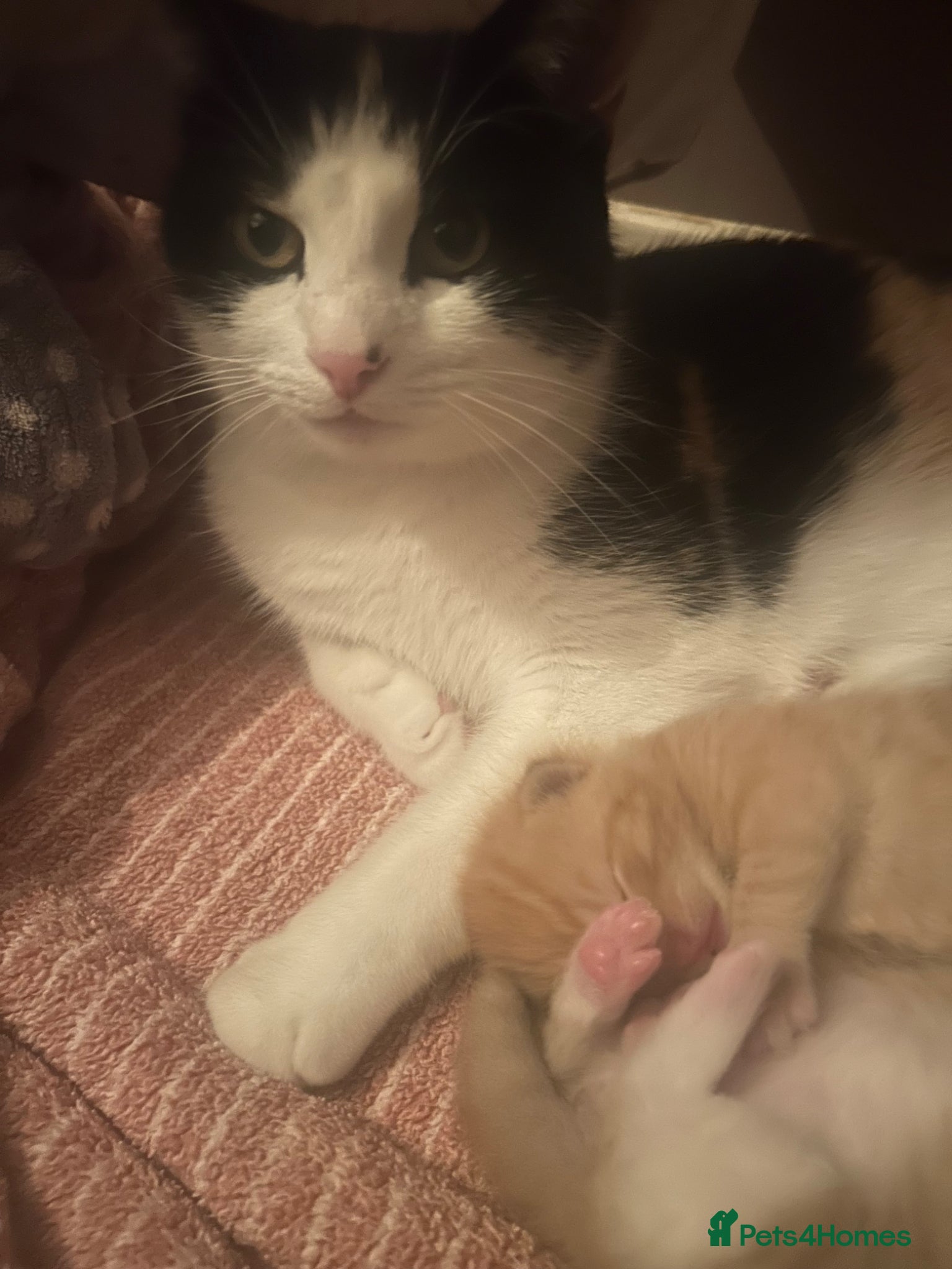 Turkish Van cats Beautiful little kittens  - Advert 16