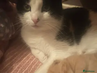 Turkish Van cats Beautiful little kittens - Advert 16