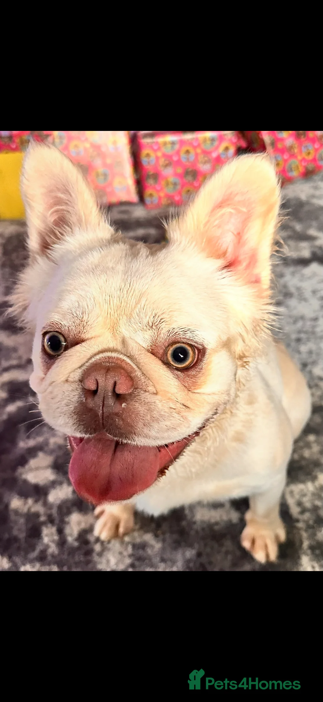French Bulldog dogs for sale: Fluffy French bulldogs - Advert 1