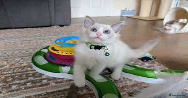 Ragdoll cats - Advert 9