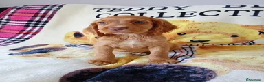 Cocker Spaniel 1