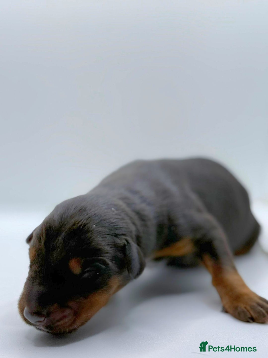 Dobermann dogs for sale: 🐾 Black Females available / Kc Puppies🐾 - Image 14