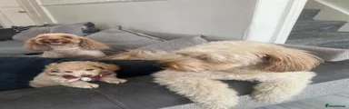 Cockapoo 3