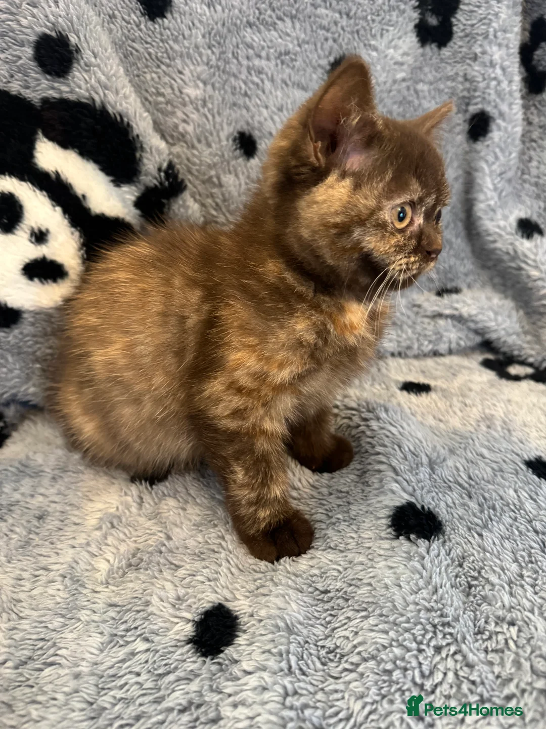 British Shorthair cats for sale: Gccf British Shorthair kitten READY NOW - Advert 6