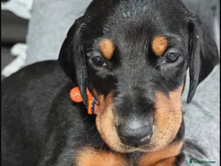 Dobermann dogs Top quality Doberman puppies - Advert 15