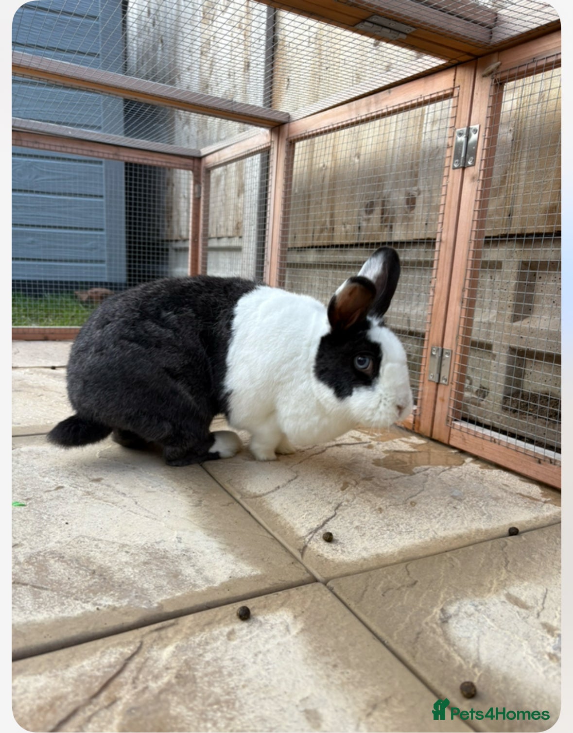 Mixed Breed rabbits Bunnies available for adoption  - Advert 10