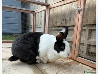 Mixed Breed rabbits Bunnies available for adoption - Advert 10