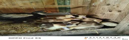 Ducks poultry for sale: Muscovy ducklings  - Advert 3