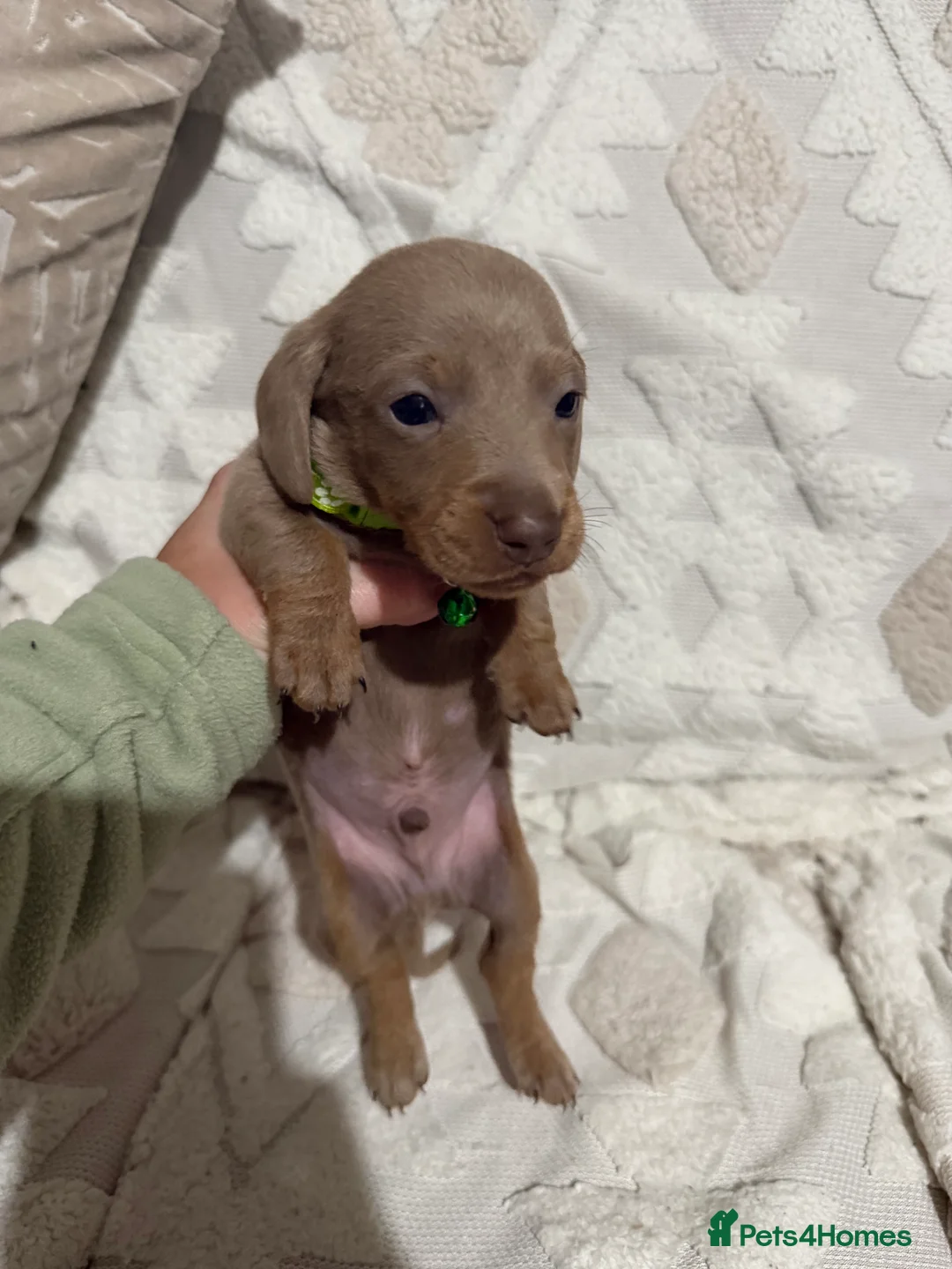 Dachshund dogs for sale: Beautiful dachshund puppies  - Advert 5