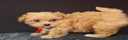 Maltipoo dogs for sale: Maltipoo Miny ready to Leave soon - Advert 27