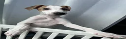 Mixed Breed dogs for sale: Collie whippet greyhound  - Advert 2