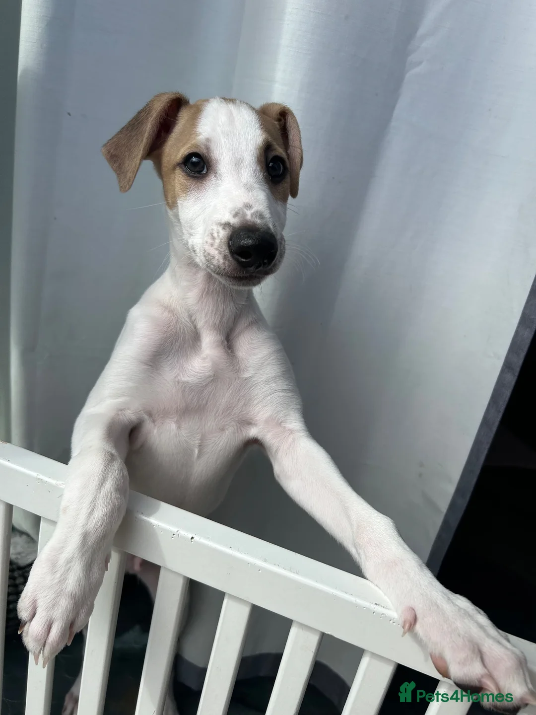 Mixed Breed dogs for sale: Collie whippet greyhound  - Advert 2